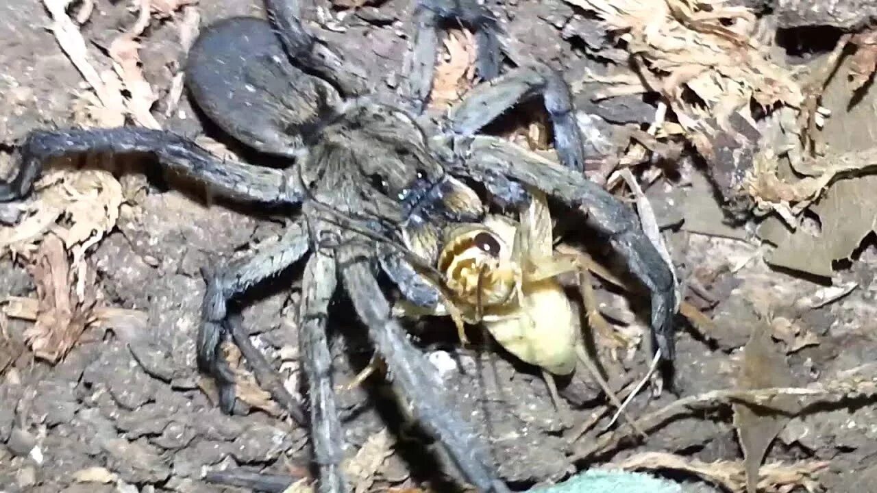 Покажи фото паука волка New Carolina Wolf Spider Feeding - YouTube