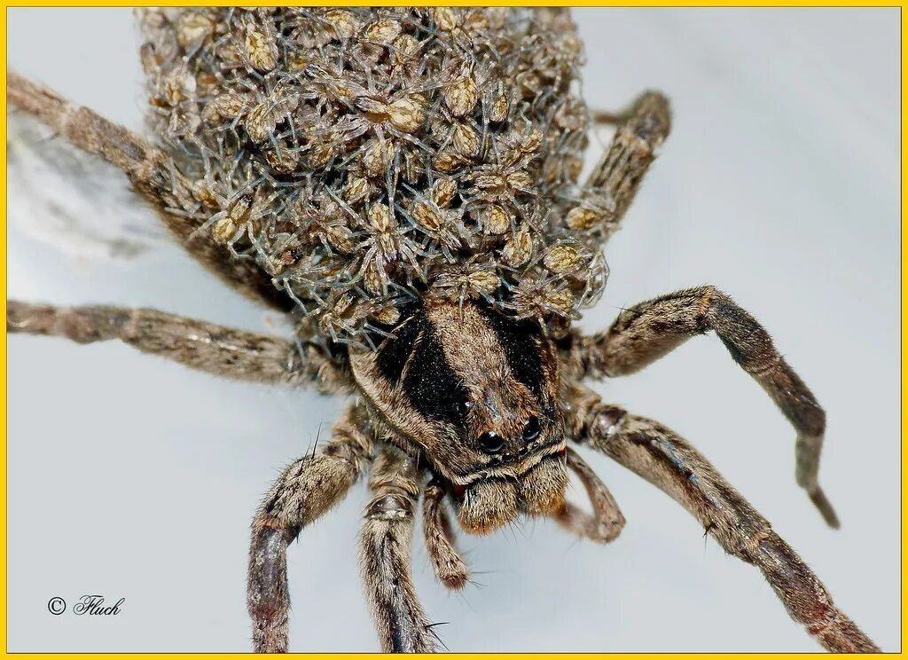 Покажи фото паука волка Araña Lobo Araña lobo con cría Alejandro Federico Flickr