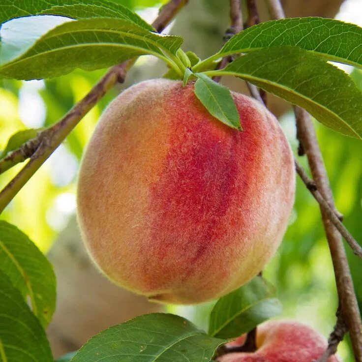 Покажи фото персика 5 Gal. Flordaking Peach Tree PCHFLK05G - The Home Depot Peach trees, Peach, Frui