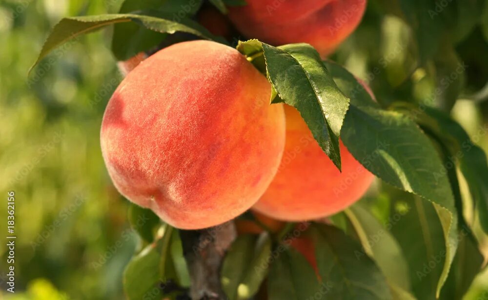 Покажи фото персика Red ripe peaches on a tree. Stock Photo Adobe Stock