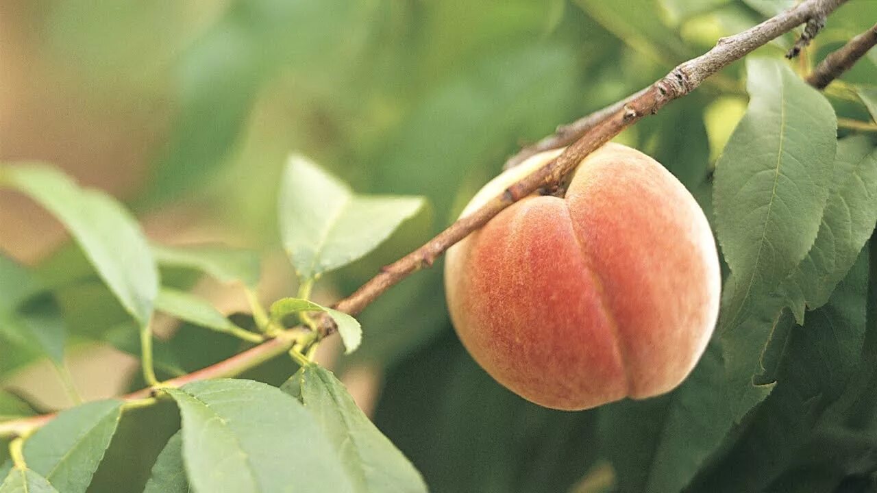 Покажи фото персика Coaxing Fruit Out of Peach Trees At Home With P. Allen Smith - YouTube