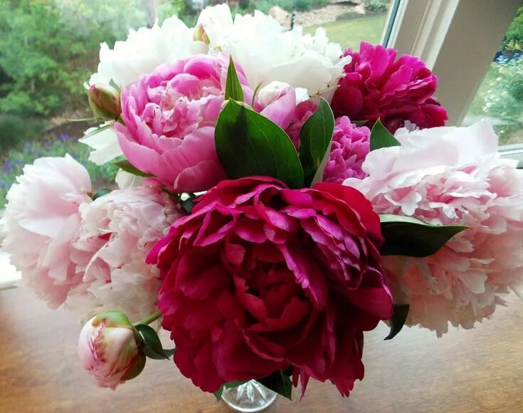 Покажи фото пионов peony arrangement from my garden Peony arrangement, Peonies, Growing peonies