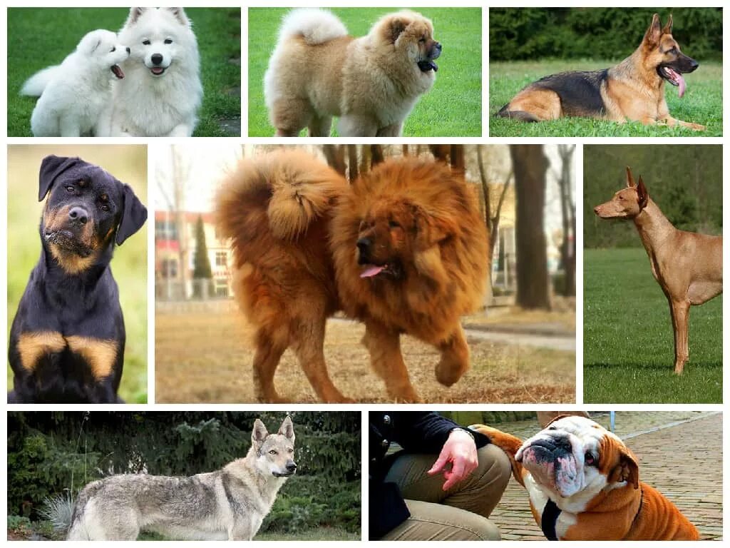 Покажи фото пород собак The 10 Most Expensive Dog Breeds in the World