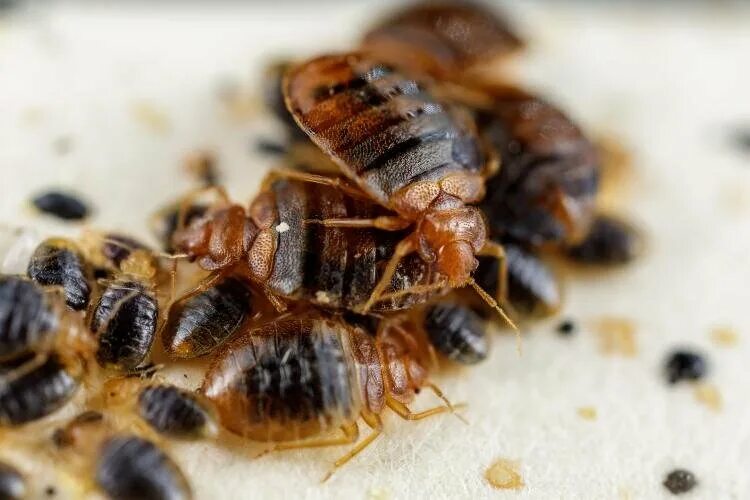 Покажи фото постельного клопа Research reveals bed bugs produce potentially dangerous amounts of histamine