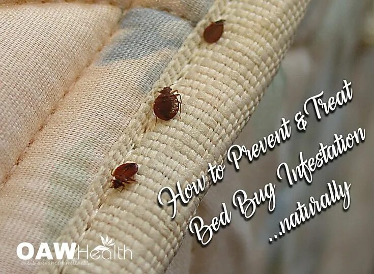 Покажи фото постельного клопа How to Prevent and Treat Bed Bug Infestation...Naturally Bed bugs, Bed bugs infe