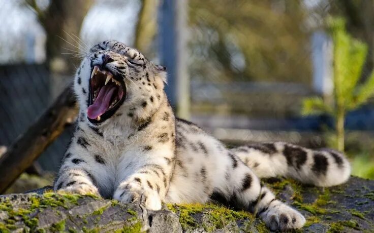 Покажи фото про животных Snow Leopards: Majestic Cats in Black and White