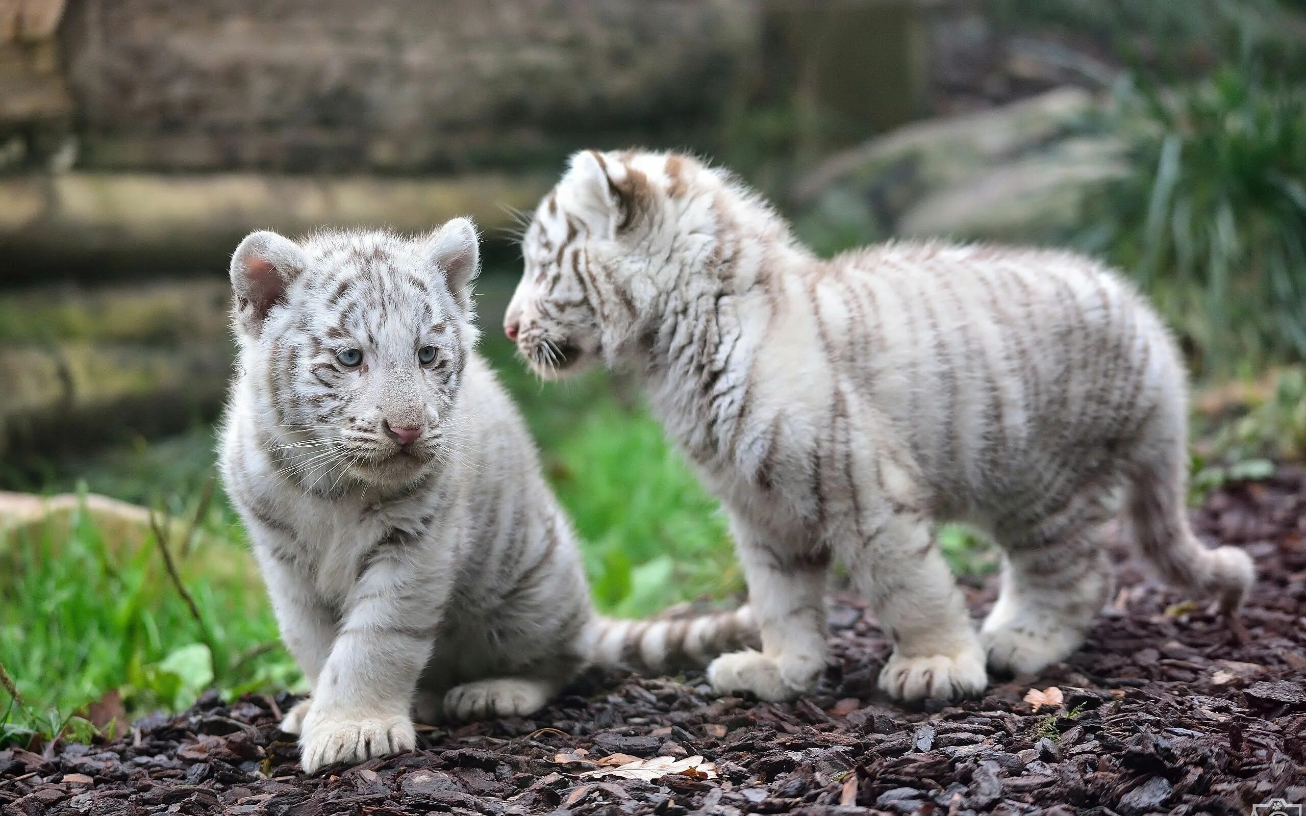 Покажи фото про животных tiger baby Computer Wallpapers, Desktop Backgrounds 2560x1600 ID:477787 Pet tige