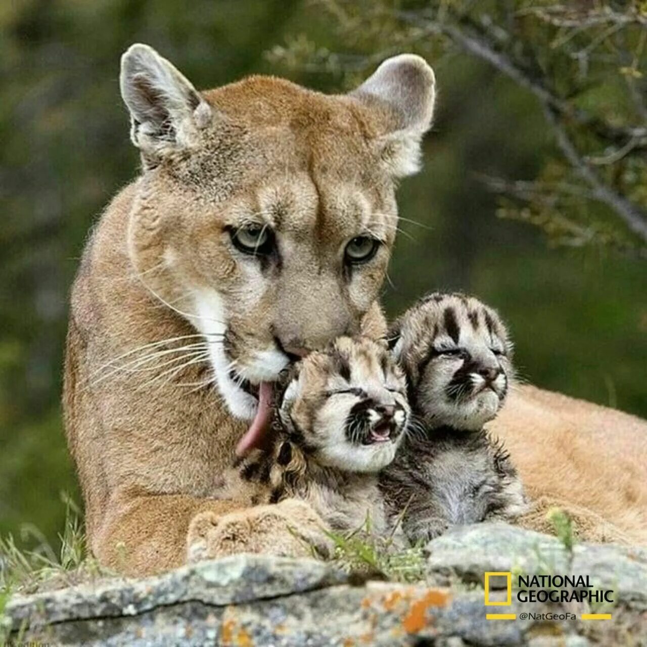 Покажи фото про животных Lion Mom and children Created and Pin by Ruithmar Animaux beaux, Les chats sauva