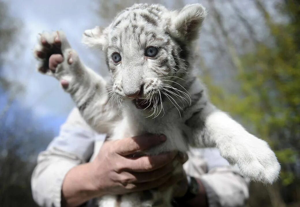 Покажи фото про животных A baby White Tiger Bébés animaux, Photos bébé animaux, Bébés animaux mignons