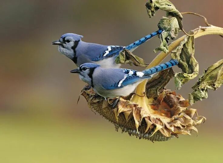 Покажи фото птиц Blue Jays in New York, USA Blue jay, Nature birds, Birds