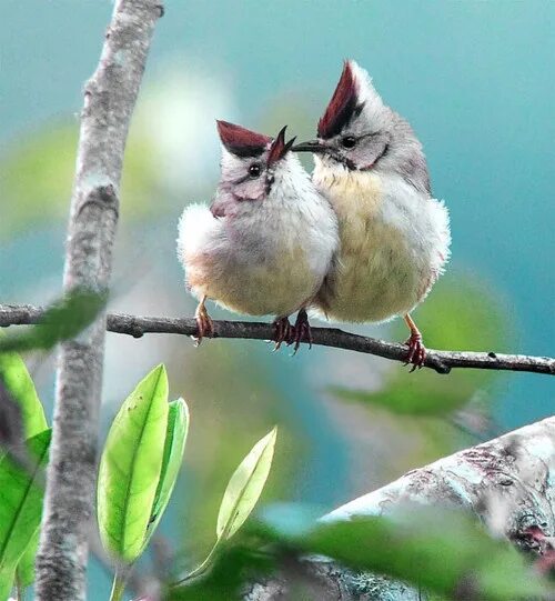 Покажи фото птиц taiwan yuhina (photo by john&fish) Colorful birds, Beautiful birds, Nature birds