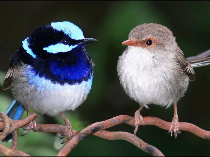 Покажи фото птиц Pin de Надежда en Птицы Aves de compañía, Ave silvestre, Fotos de aves