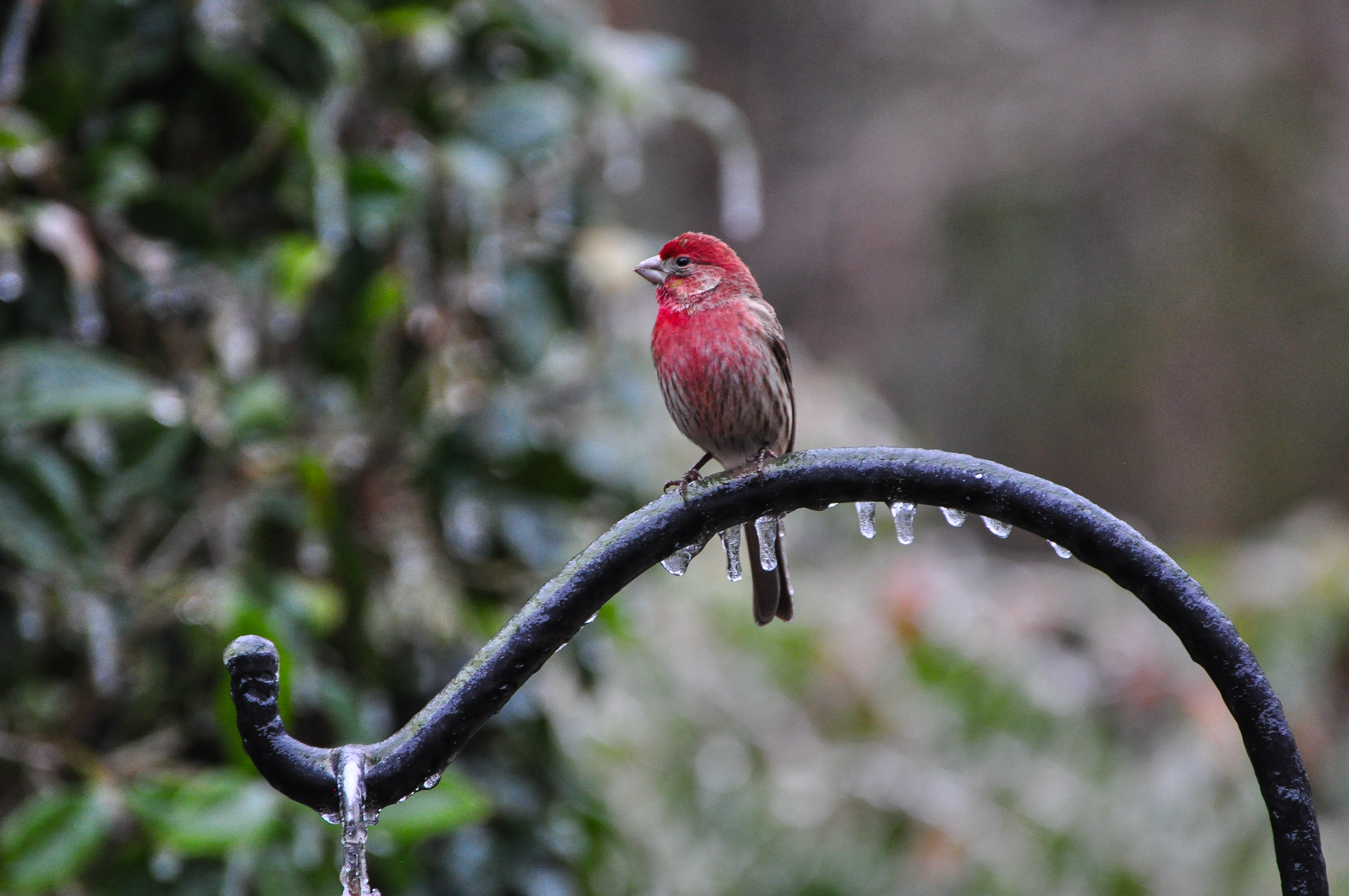 Покажи фото птиц File:House Finch in Winter.jpg - Wikimedia Commons