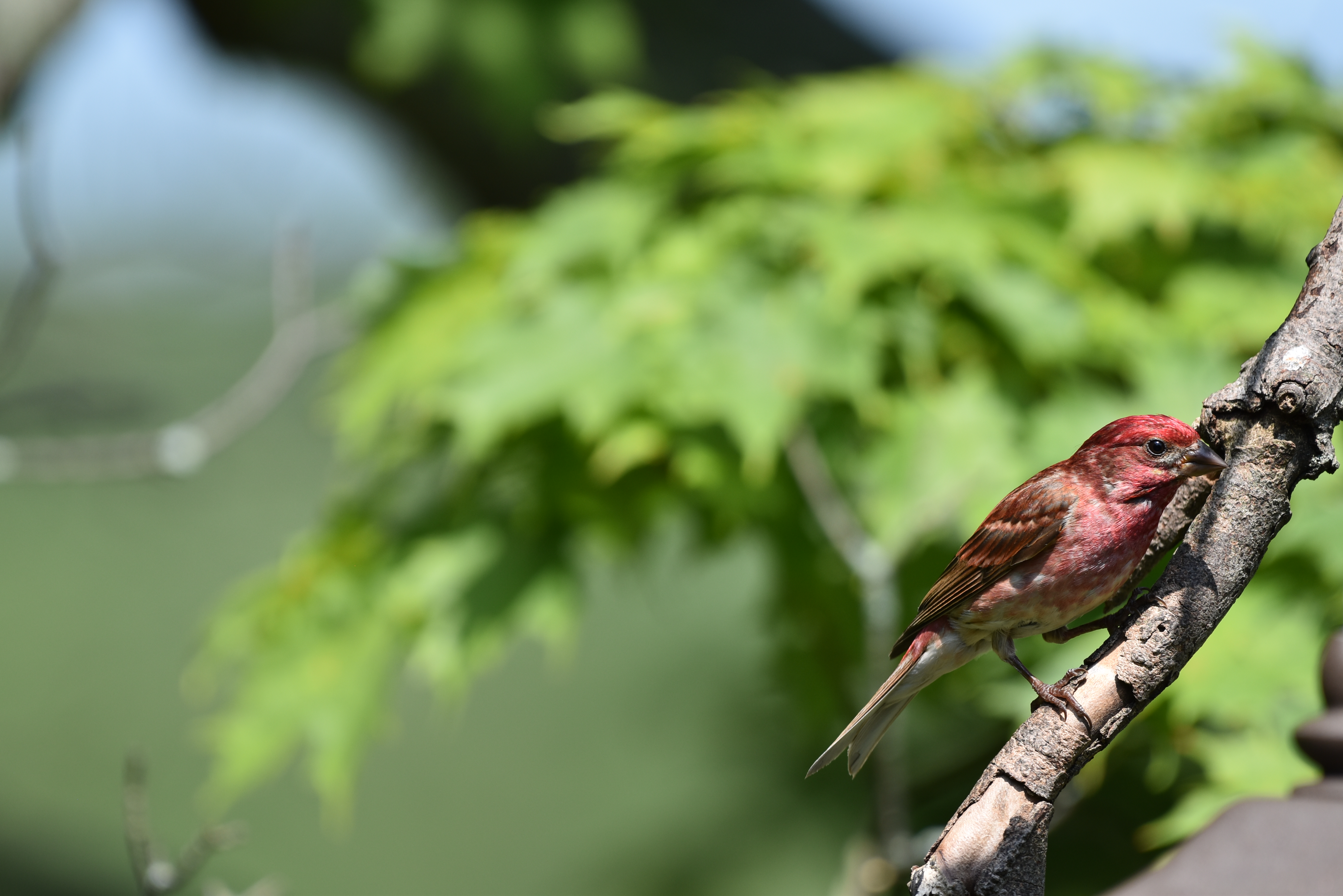 Покажи фото птиц File:Purple finch birding NY 7.18 chuck and cindy's DSC 0558.jpg - Wikimedia Com