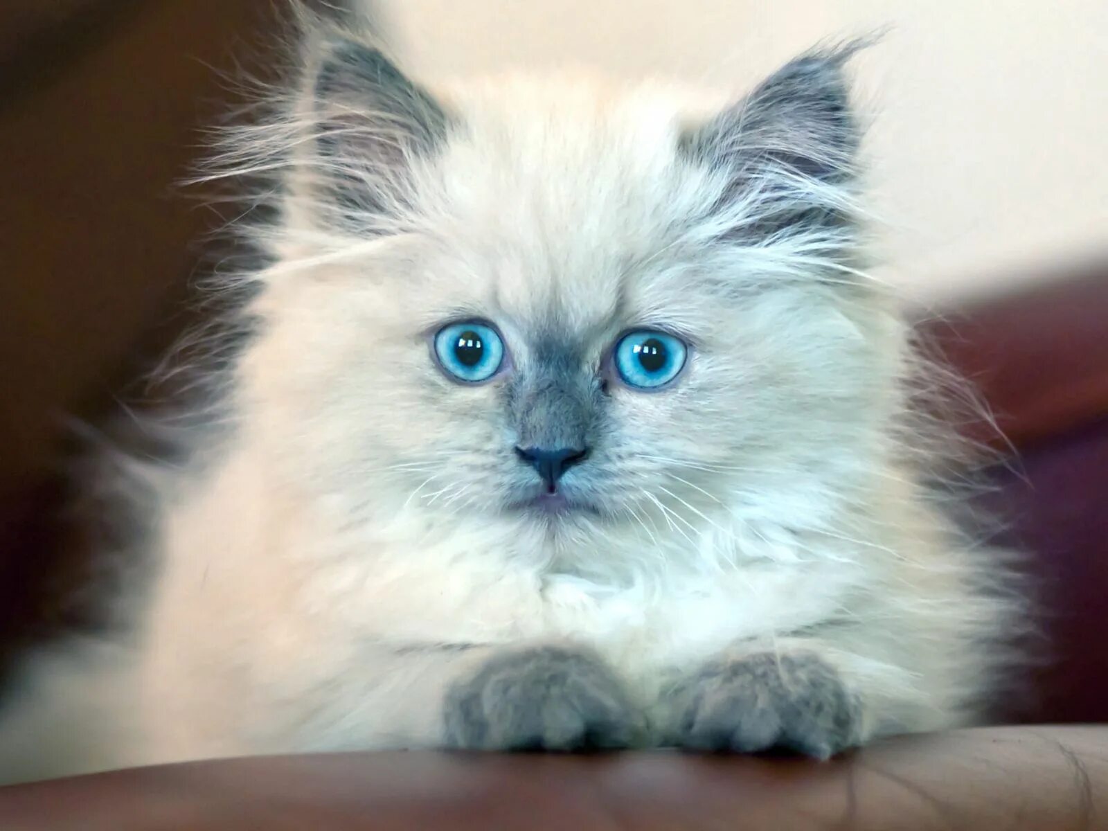 Покажи фото пушистых котят Download wallpaper 1600x1200 kitten, fluffy, blue-eyed standard 4:3 hd backgroun