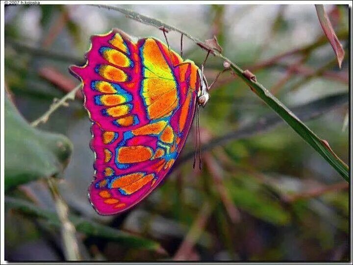 Покажи фото радужных бабочек Pretty Beautiful butterflies, Beautiful bugs, Butterfly flowers