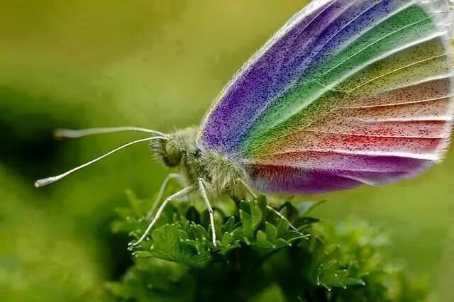 Покажи фото радужных бабочек Pin by Loretta Burke on Butterflies + Bugs Rainbow butterfly, Beautiful butterfl