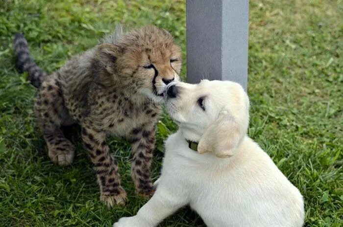 Покажи фото разных животных Cute Pictures of Dogs and Cheetahs Forming an Unlikely Friendship Support dog, B