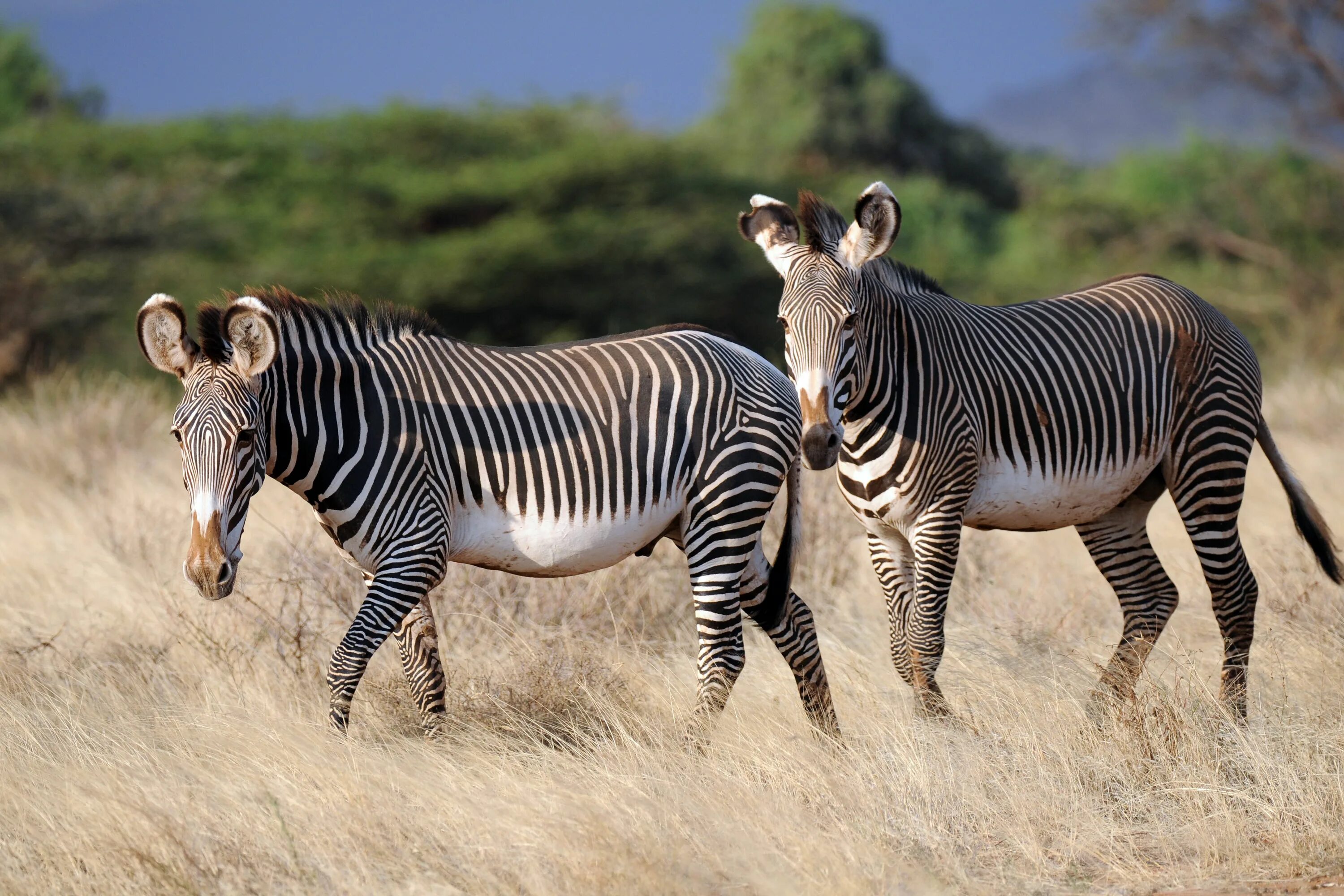 Покажи фото разных животных Pin on Safari