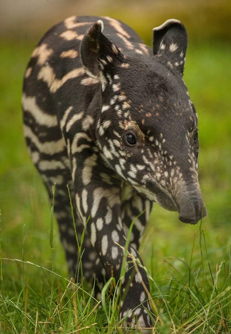 Покажи фото редких животных Solo the Tapir Explores at Chester Zoo Unusual animals, Animals wild, Zoo animal