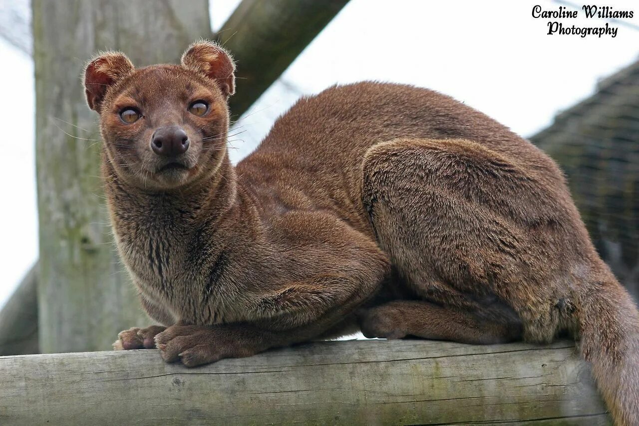 Покажи фото редких животных Fossa / Cryptoprocta ferox Unusual animals, Rare animals, Unique animals