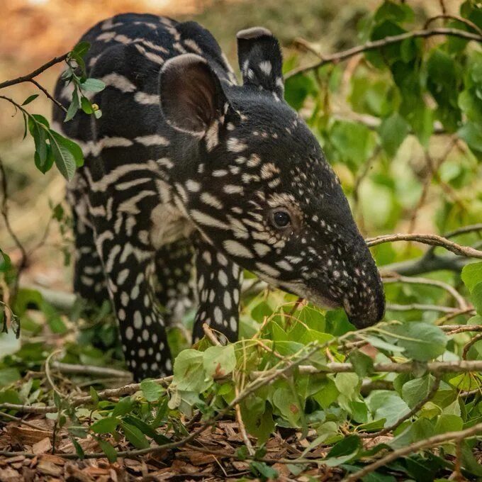 Покажи фото редких животных Chester Zoo on Chester zoo, Animals beautiful, Cute names