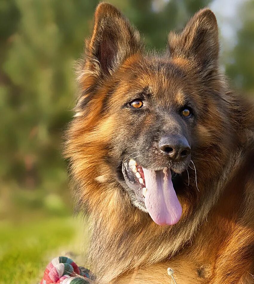 Покажи фото русской овчарки Long Haired German Shepherds: 12 Fast Facts & Info Miss my dog, Best dog toys, S