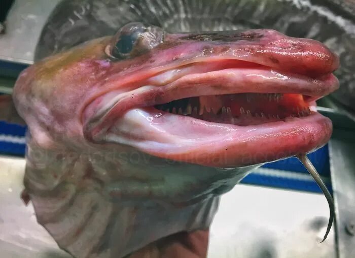 Покажи фото рыб Russian Fisherman Posts Terrifying Creatures Of The Deep Sea, And People Want Hi