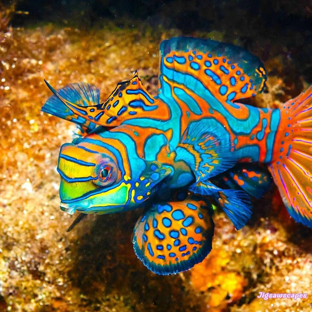 Покажи фото рыб Ghim trên Nature's Beautiful Creatures.