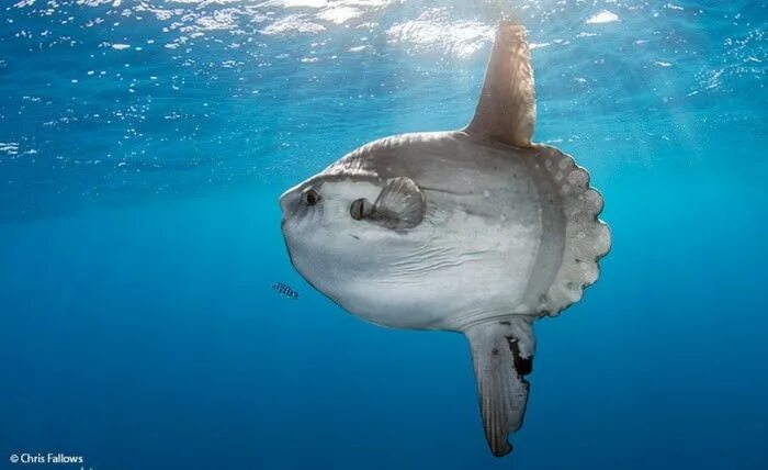 Покажи фото рыба луна The Ocean Sunfish: Why The Rant Is Wrong - Album on Imgur Silly animals, Marine 