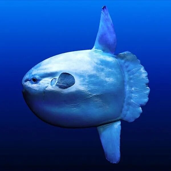 Покажи фото рыба луна Mola Mola , Sun fish- it's the heaviest bony fish in the world , sometimes reach