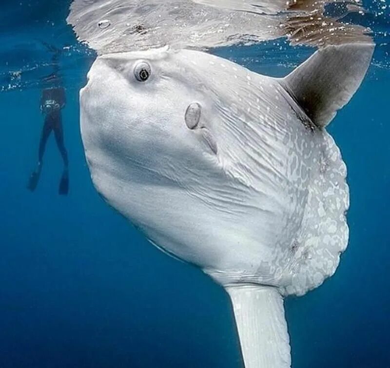 Покажи фото рыба луна Bizarre Animals We Never Knew Existed Bizarre animals, Weird animals, Albino ani