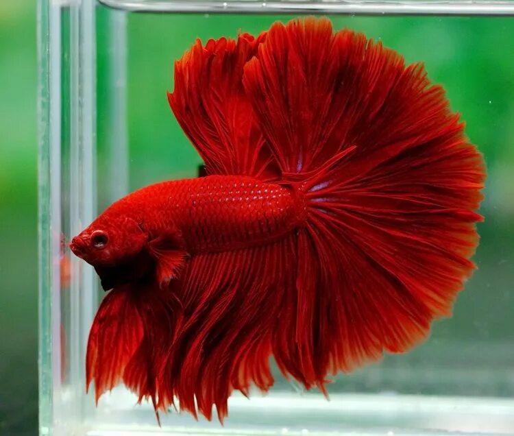 Покажи фото рыбки петушка Halfmoon Betta fish Betta, Halfmoon betta