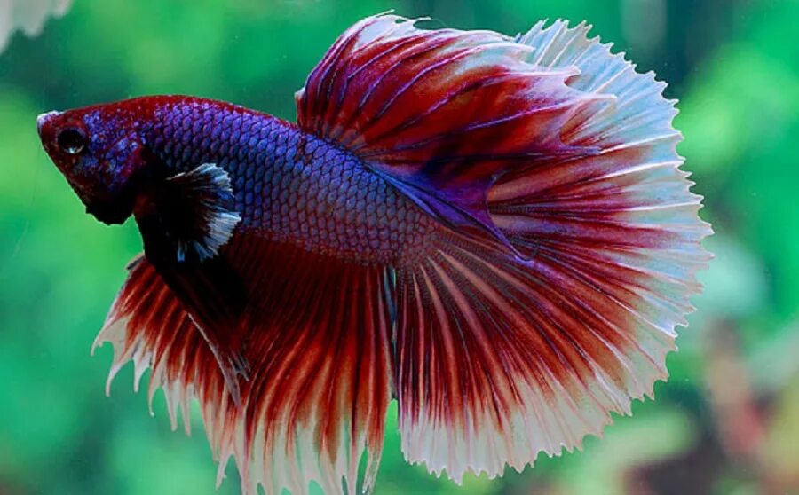 Петушок Халф Мун сине красный самец (Betta male Halfmoon bicolor red blue)