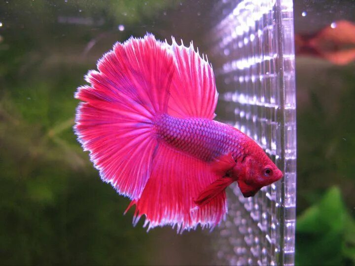 Покажи фото рыбки петушка shocking pink betta Betta fish tank, Betta fish, Betta