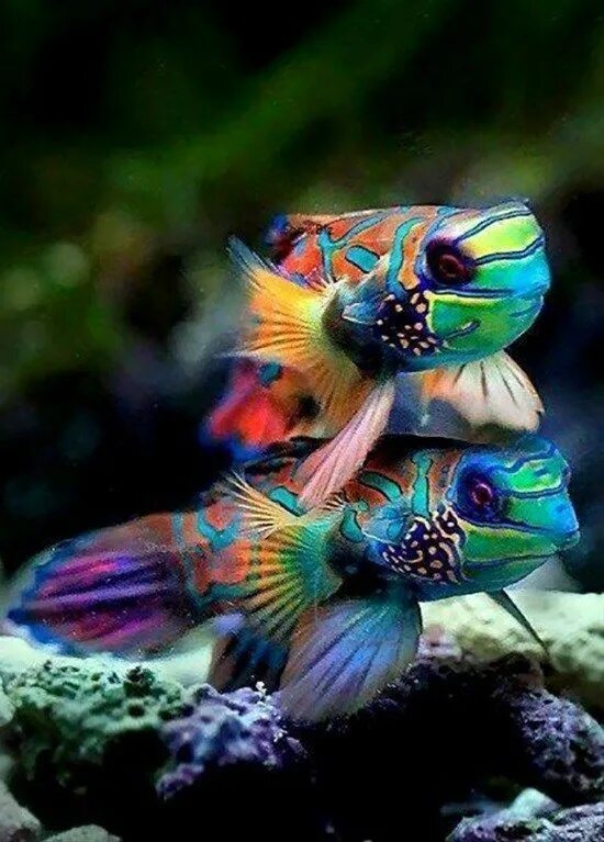 Покажи фото рыбок Bring Color To Your Day With These 18 Ridiculously Stunning Creatures Beautiful 