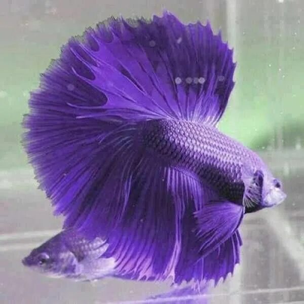 Покажи фото рыбок Media luna violeta pez betta #colorsofkoifish - Mis ideas Betta fish, Betta fish