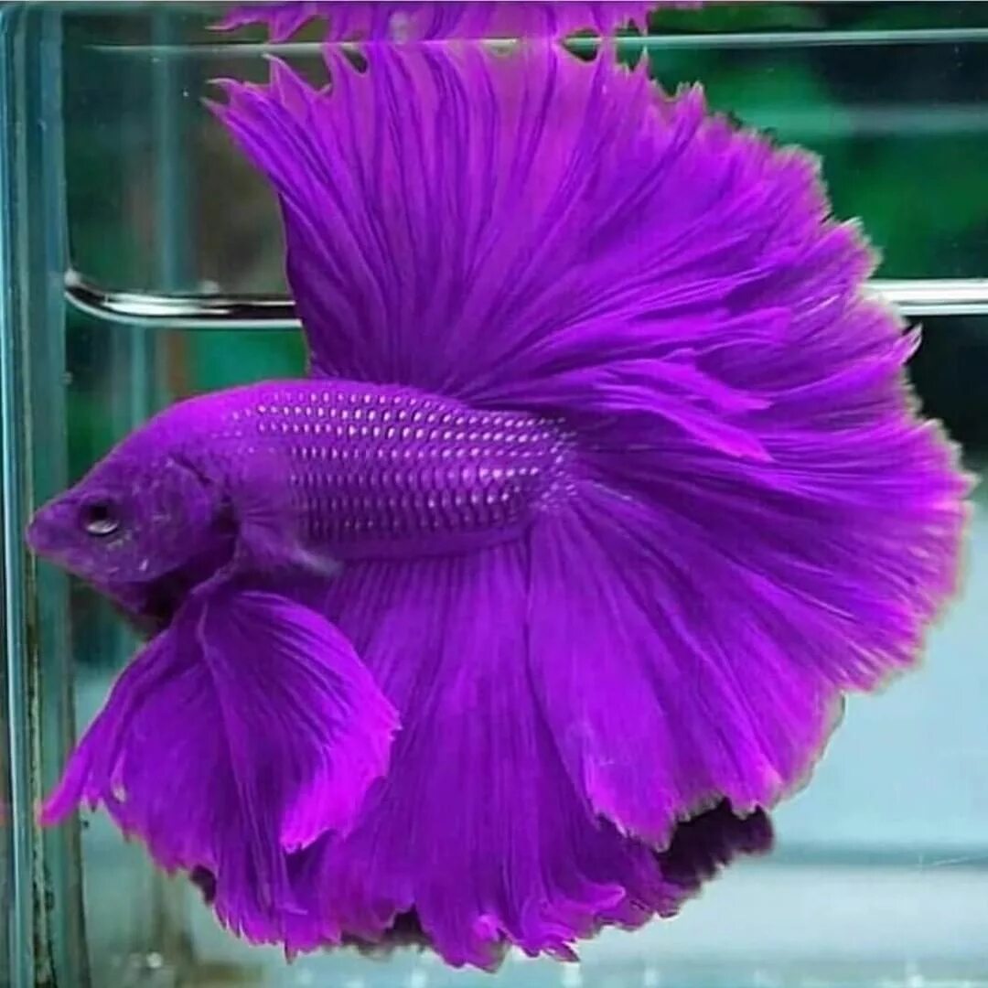 Покажи фото рыбок Dubai Aquascape on Instagram: "Looking purple fish in freshwater aquariums is ve