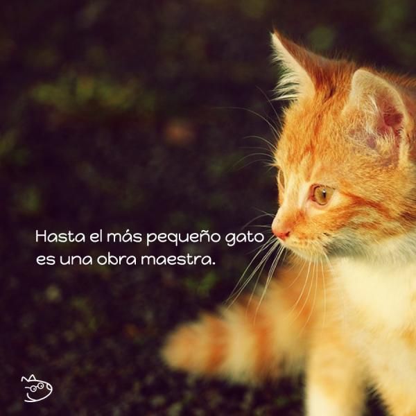 Покажи фото рыжего кота Frases de gatos - *Más de 60 ideas para inspirarte! Gatos, Perros frases, Loca d