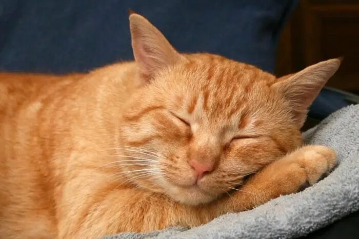 Покажи фото рыжего кота Рыжий котик спит Orange tabby cats, Cat sleeping, Cat breeds