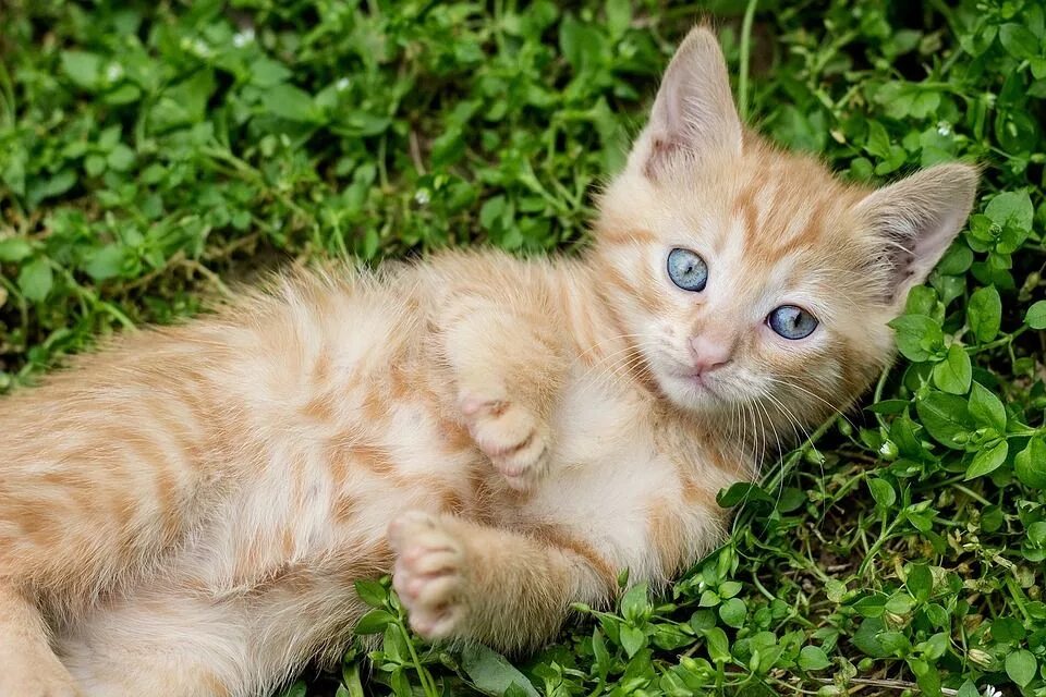 Покажи фото рыжего котенка tabby kitten, red cat, ginger kitten Orange tabby cats, Cat breeds, Tabby cat