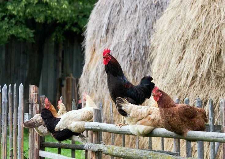 Покажи фото с курами Mädels, euer Auftritt! - Gartenzauber Stadthühner, Hühner im garten, Hühner als 