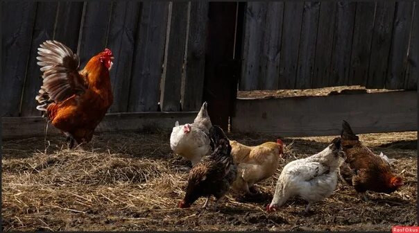 Покажи фото с курами General and the chickens. In one abandoned village, all the remaining houses rot