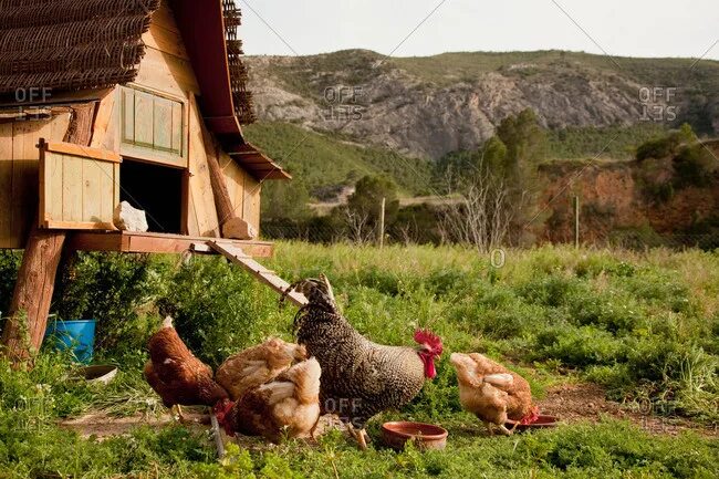 Покажи фото с курами hen house stock photos - OFFSET