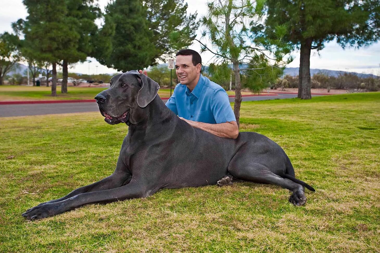 Покажи фото самого большого Картинки I LIKE BIG DOGS