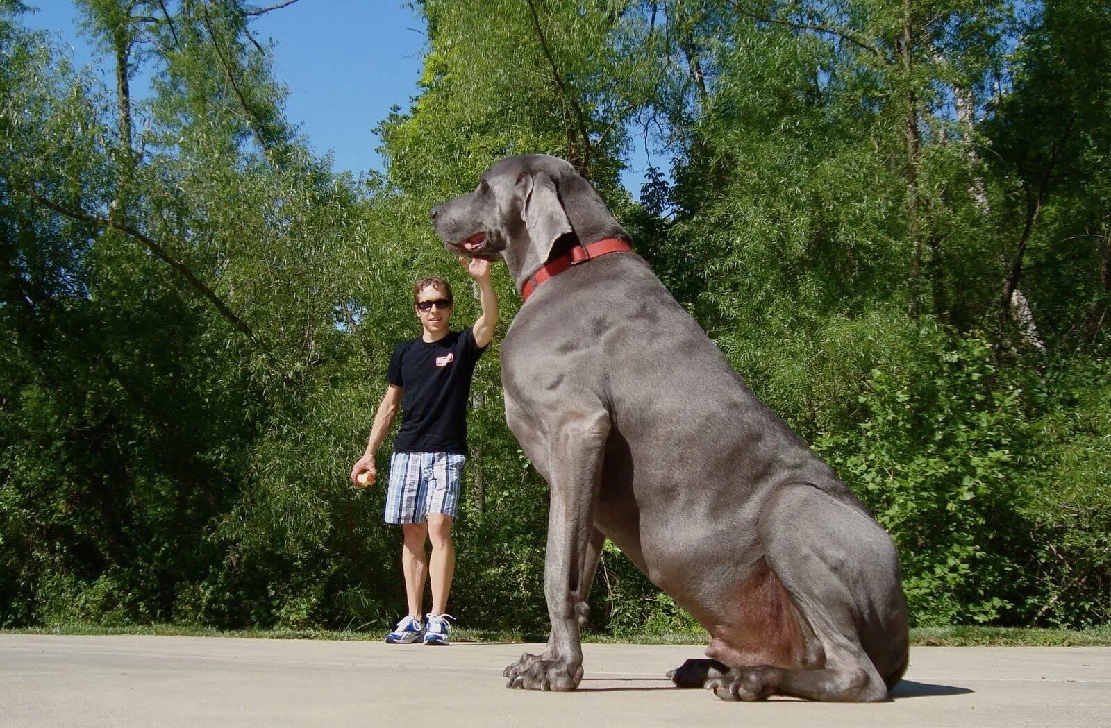 Покажи фото самого большого BIGGEST DOGS - 9 OF THE LARGEST DOG BREEDS IN THE WORLD in 2023 Big dog breeds, 