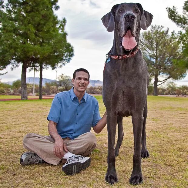 Покажи фото самого большого Animal giants: A round up of some of the world's biggest animals Tallest dog, Hu