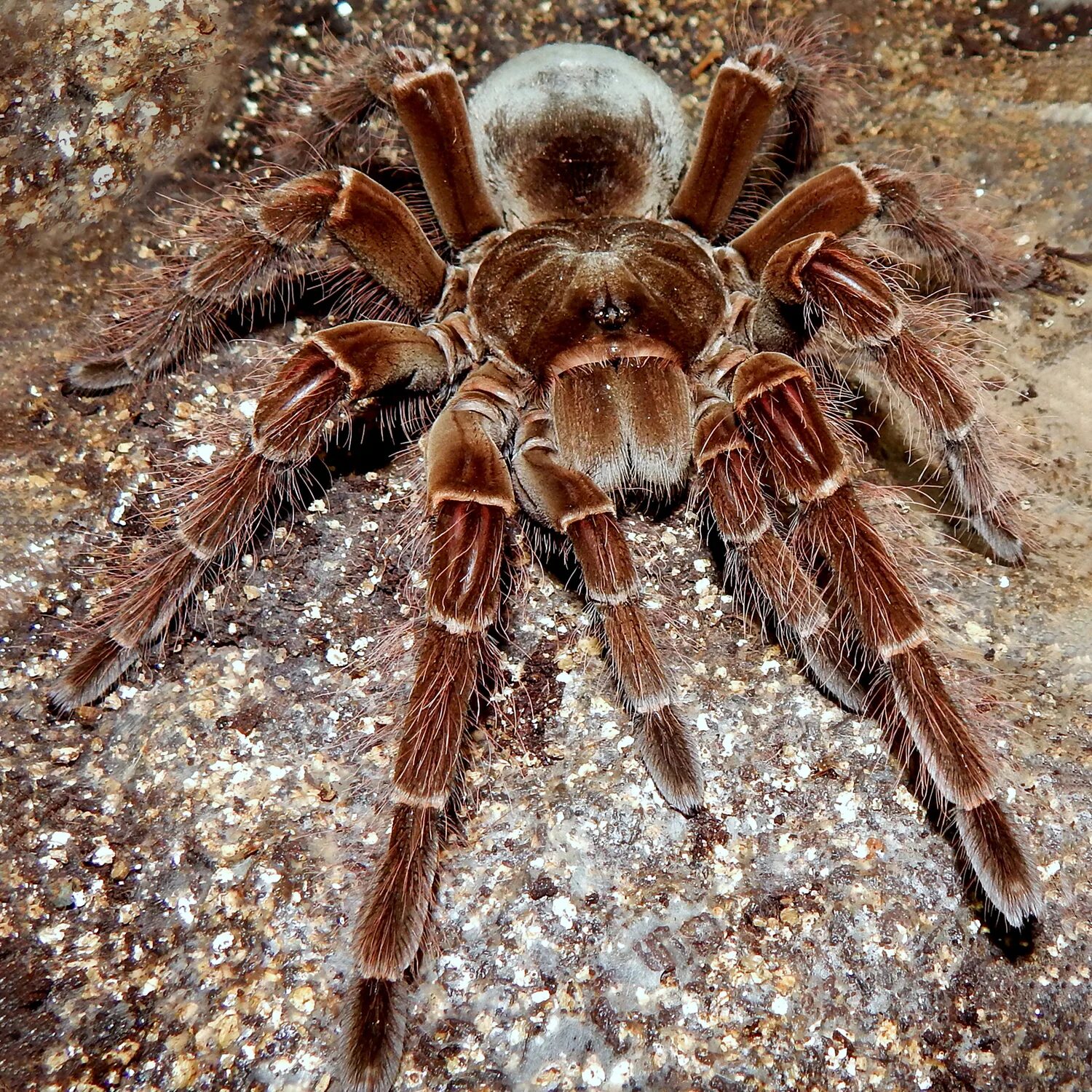 Покажи фото самого большого паука EXOPRIMA Theraphosa blondi Настоящий гигантский паук-птицеед S (Германия) (00266