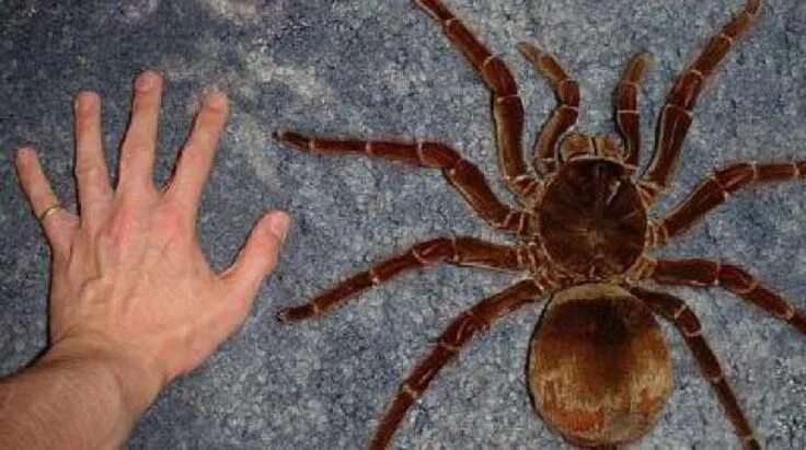 Покажи фото самого большого паука Goliath bird-eater - Theraphosa blondi - tarantula. I'm looking forward to touch