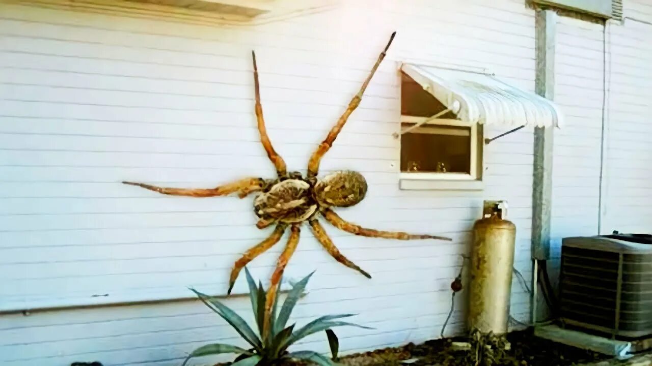 Покажи фото самого большого паука The Biggest Spider in the World - Huntsman Spider - YouTube